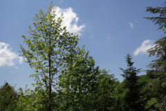 DSC04183