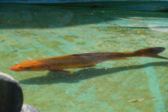 DSC07470