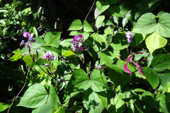DSC00700