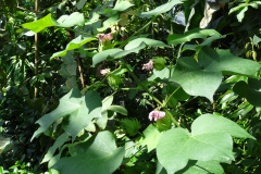 DSC00701