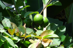 DSC00703
