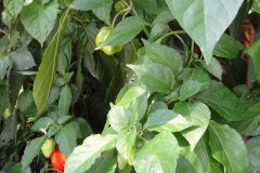 DSC00705