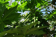 DSC00707