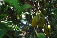 DSC00721