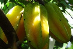 DSC00722