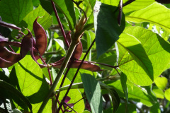 DSC00747