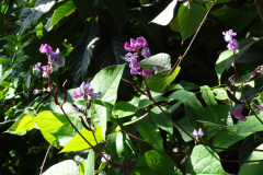 DSC00750