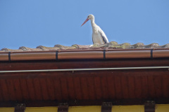 DSC08356